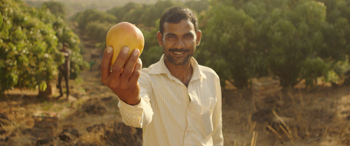 sourcing mangoes