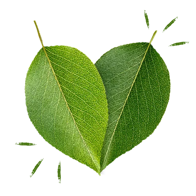 two overlapping leaves